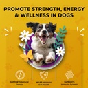 turkey-tail-mushroom-for-dogs---dog-vita-4.jpg