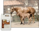 ultracruz-equine-weight-gain-1-gallon-3.jpg